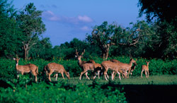 Kaudulla National Park