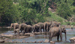 Yala National Park