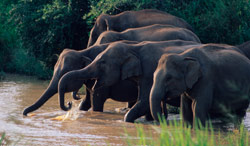 Wasgamuwa National Park