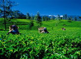 Tea Plantation