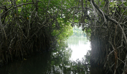 Madu River Boat Ride