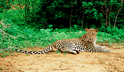 Wilpattu Nationl Park